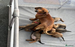 Miniature Dachshund dogs for sale: Stunning Brindle Dachshunds  - Image 22