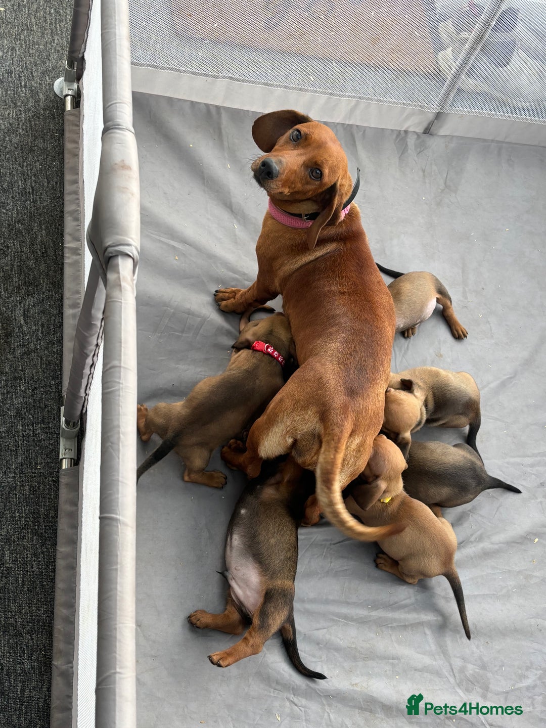 Miniature Dachshund dogs for sale: Stunning Brindle Dachshunds  - Image 22