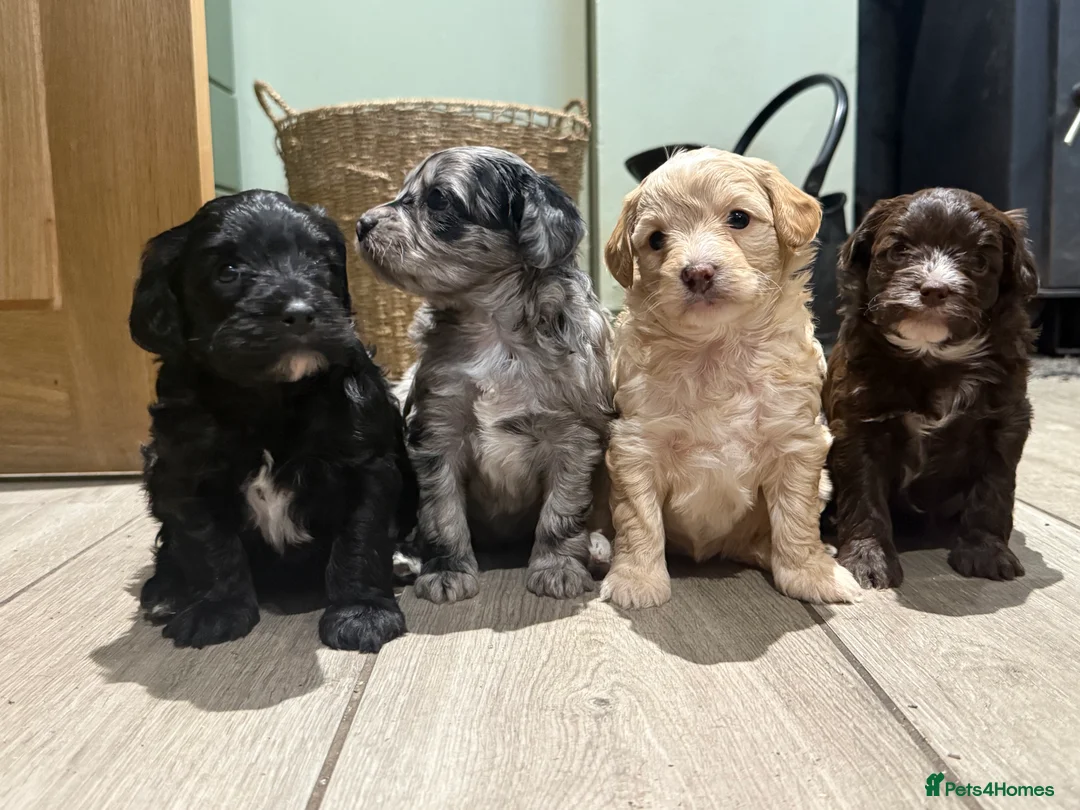 Cavapoo dogs for sale: Beautiful F1B Cavapoo puppies  - Advert 1