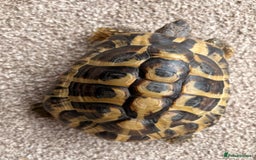 Tortoise reptiles for sale: Herman tortoise  - Advert 7
