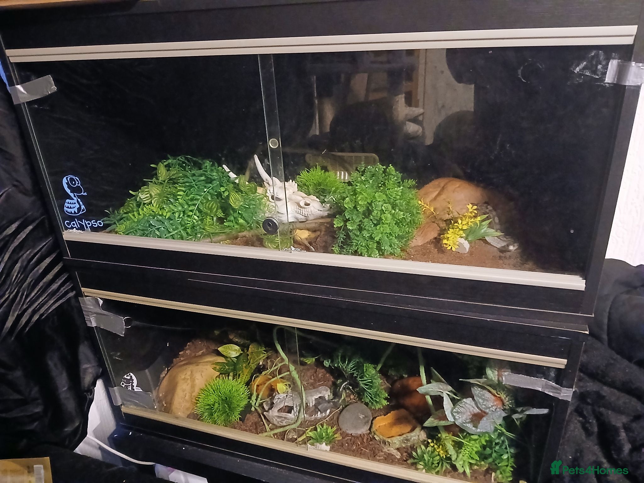 Corn Snake reptiles 2 corn snakes with 2 set ups - Advert 1