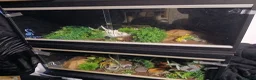 Corn Snake reptiles for sale: 2 corn snakes with 2 set ups - Advert 1