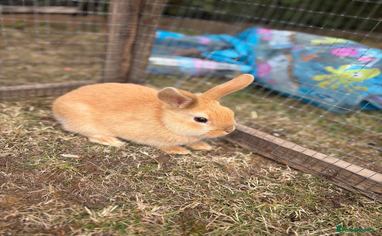 Mini Lop rabbits - Advert 6