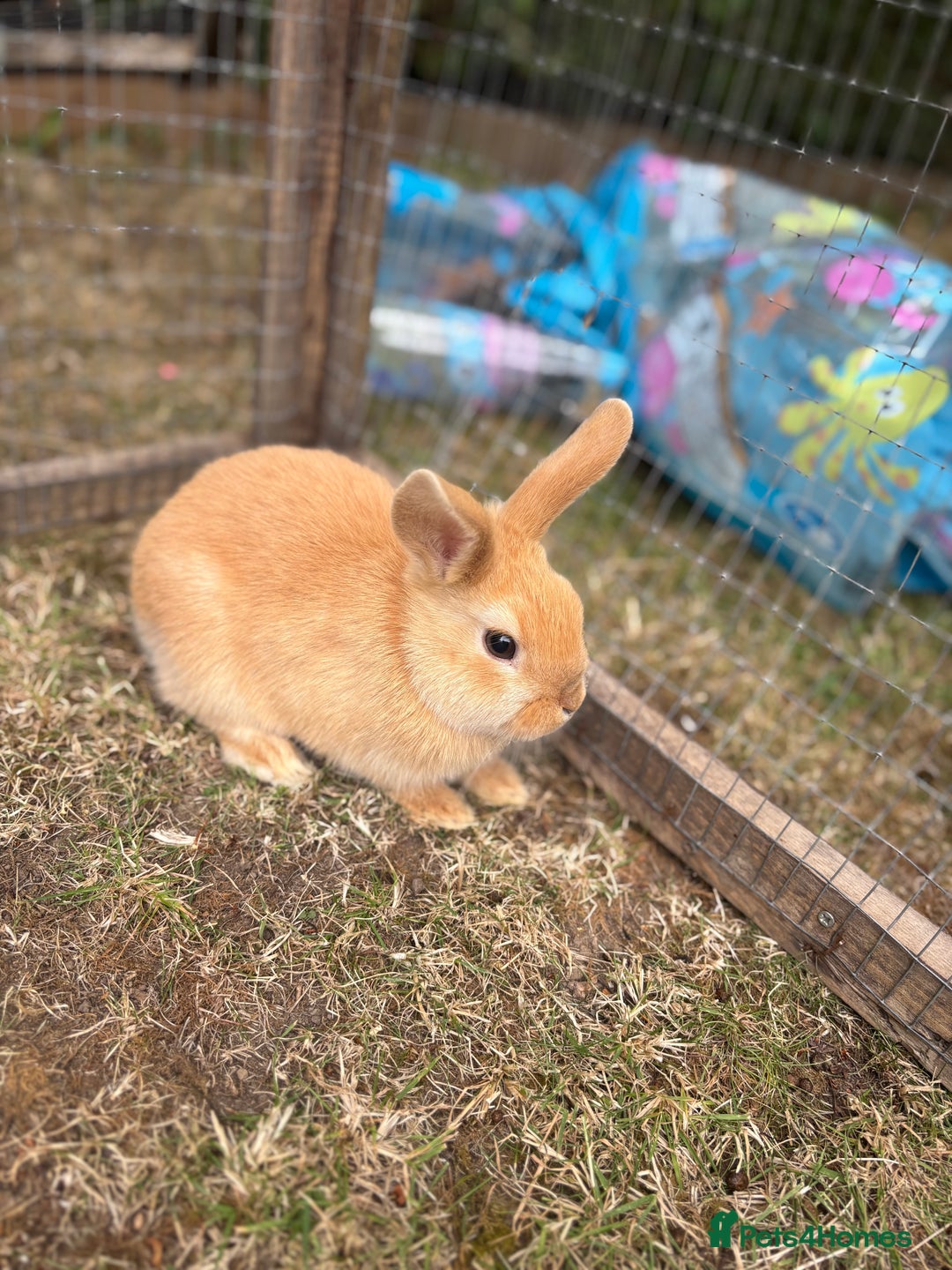 Mini Lop rabbits for sale: Mini Lop x Netherland babies Rabbits – Ready Now! - Image 1