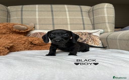 Miniature Dachshund dogs for sale: ❤️MINIATURE DACHSHUNDS❤️ - Image 13