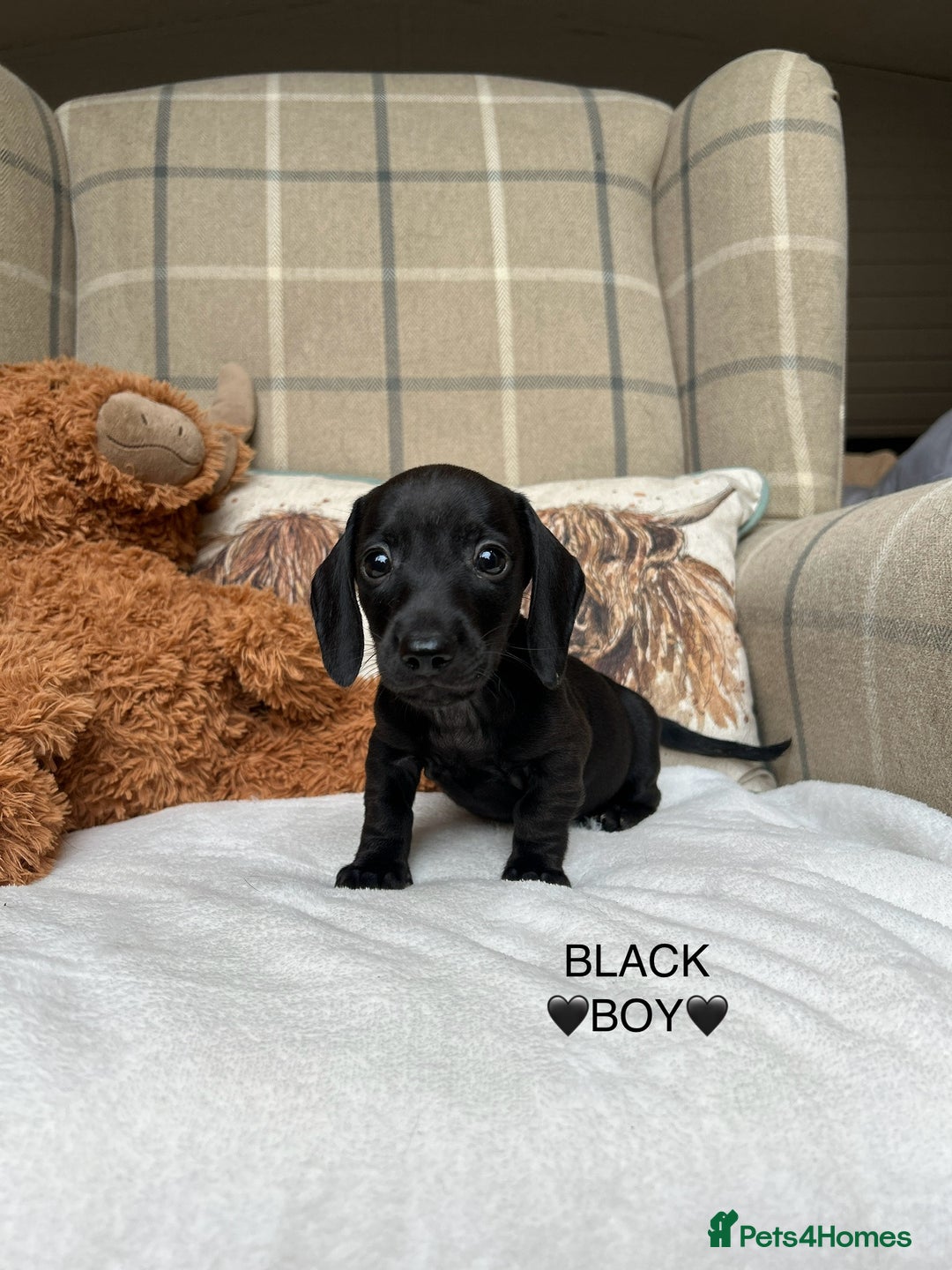 Miniature Dachshund dogs for sale: ❤️MINIATURE DACHSHUNDS❤️ - Image 13