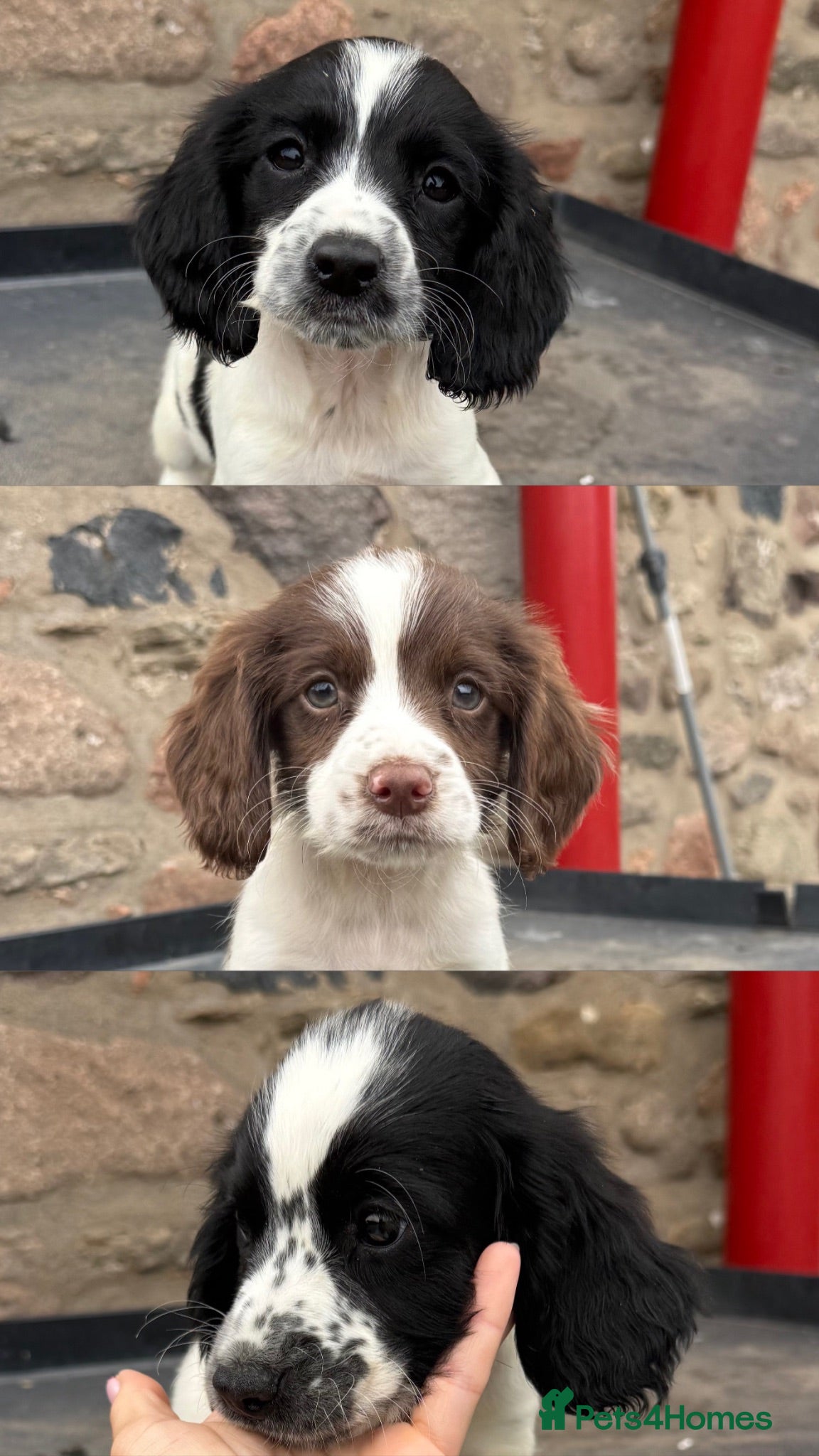 Sprocker dogs Ready now! 3 lovely working spaniel pups  - Advert 4