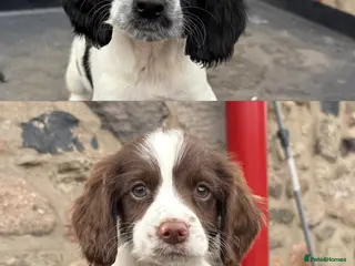 Sprocker dogs Ready now! 3 lovely working spaniel pups - Advert 4
