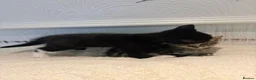 Mixed Breed cats for sale: 10 weeks old Mixed Breed Kittens - Advert 11