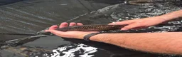 Koi Carp fish for sale: Koi carp and goldfish 🐠  in Rayleigh - Advert 3
