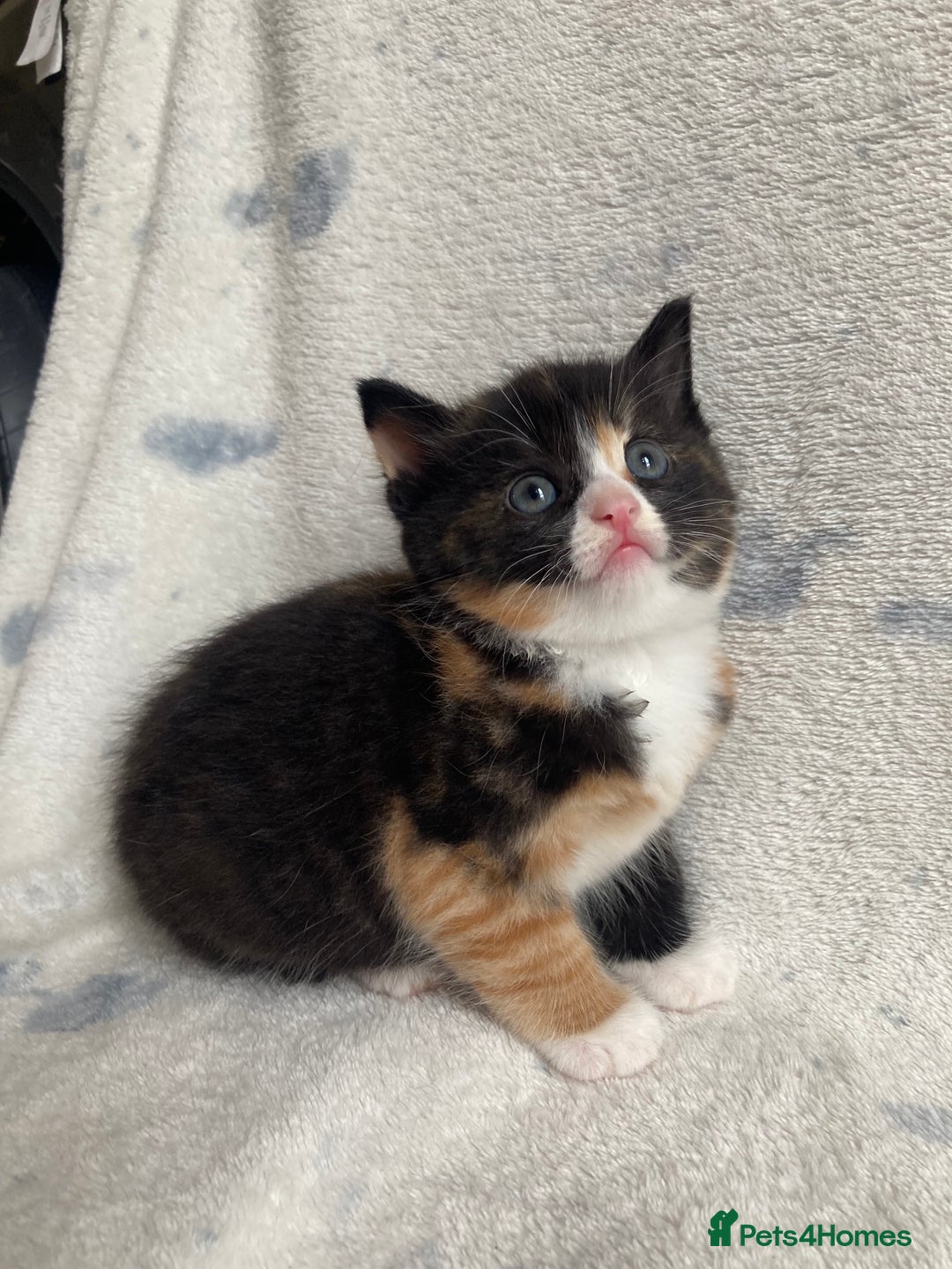 Maine Coon cats for sale: Main coon x  - Image 3