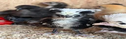 Mixed Breed poultry for sale: Ducks, ducklings, pullets, chicks - Advert 15