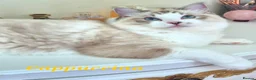 Ragdoll cats for sale: Tica registered exceptional  Ragdolls  - Advert 23