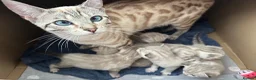Bengal cats for sale: Stunning Snow Bengal Kittens - Advert 10