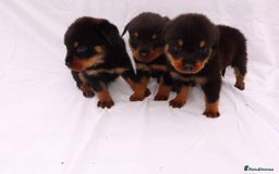 Rottweiler dogs for sale: Rottweiler puppy  - Image 18