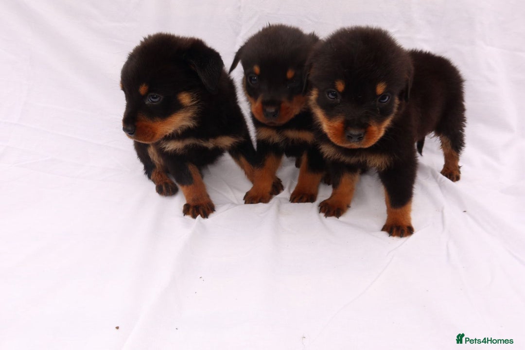 Rottweiler dogs for sale: Rottweiler puppy  - Image 18