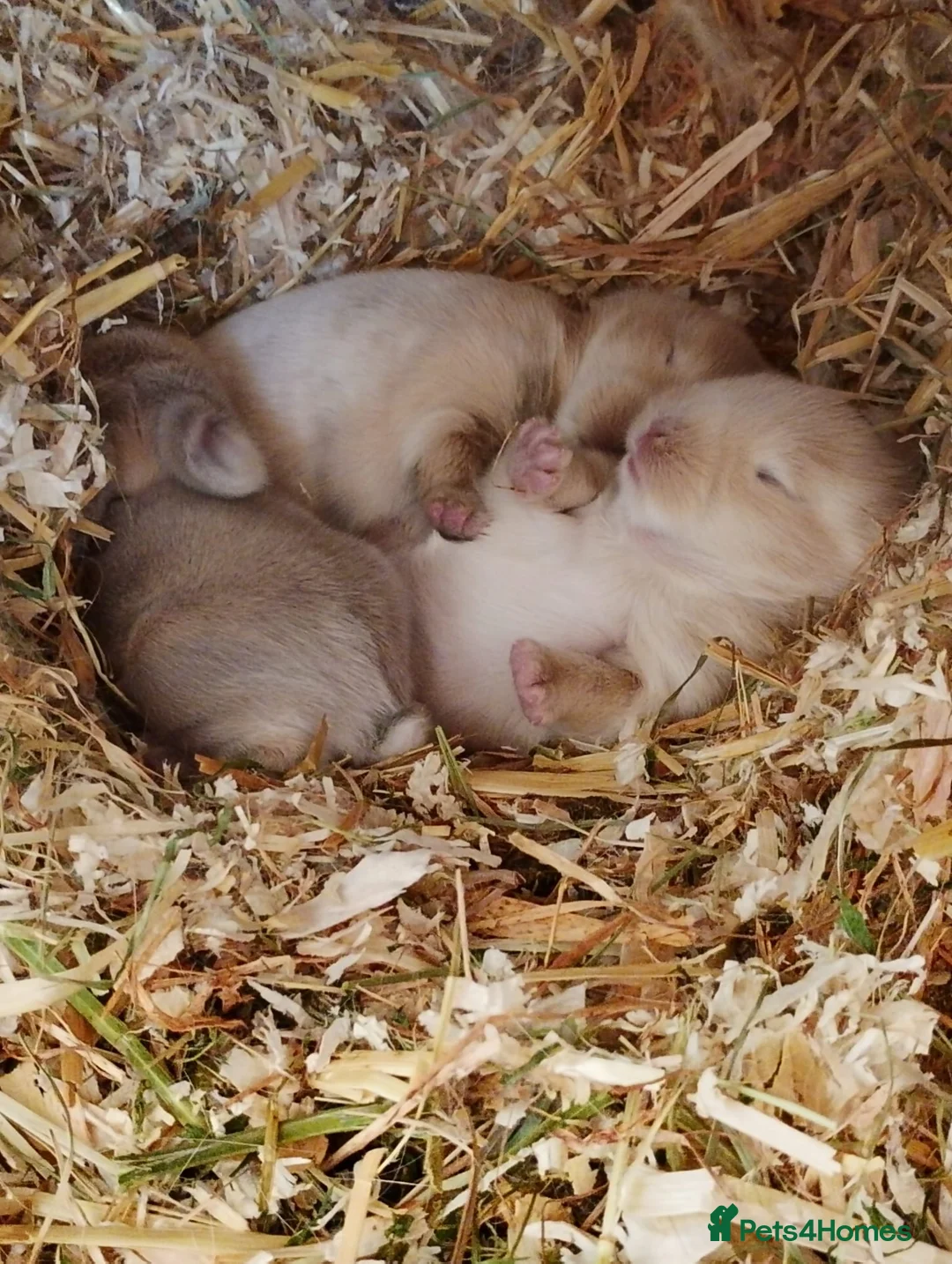 Mini Lop rabbits for sale: Mini lop gorgeous 😍 ✨️  - Advert 3