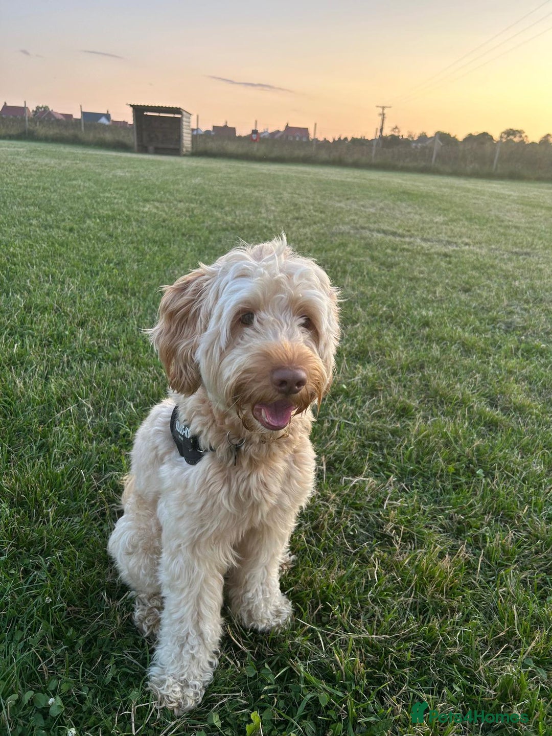Australian Labradoodle dogs for sale: MALE Australian labradoodle 5 years old for sale - Image 4
