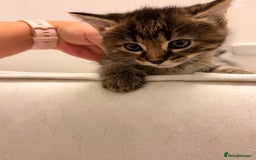 Mixed Breed cats for sale: Two female kittens for sale - Image 6