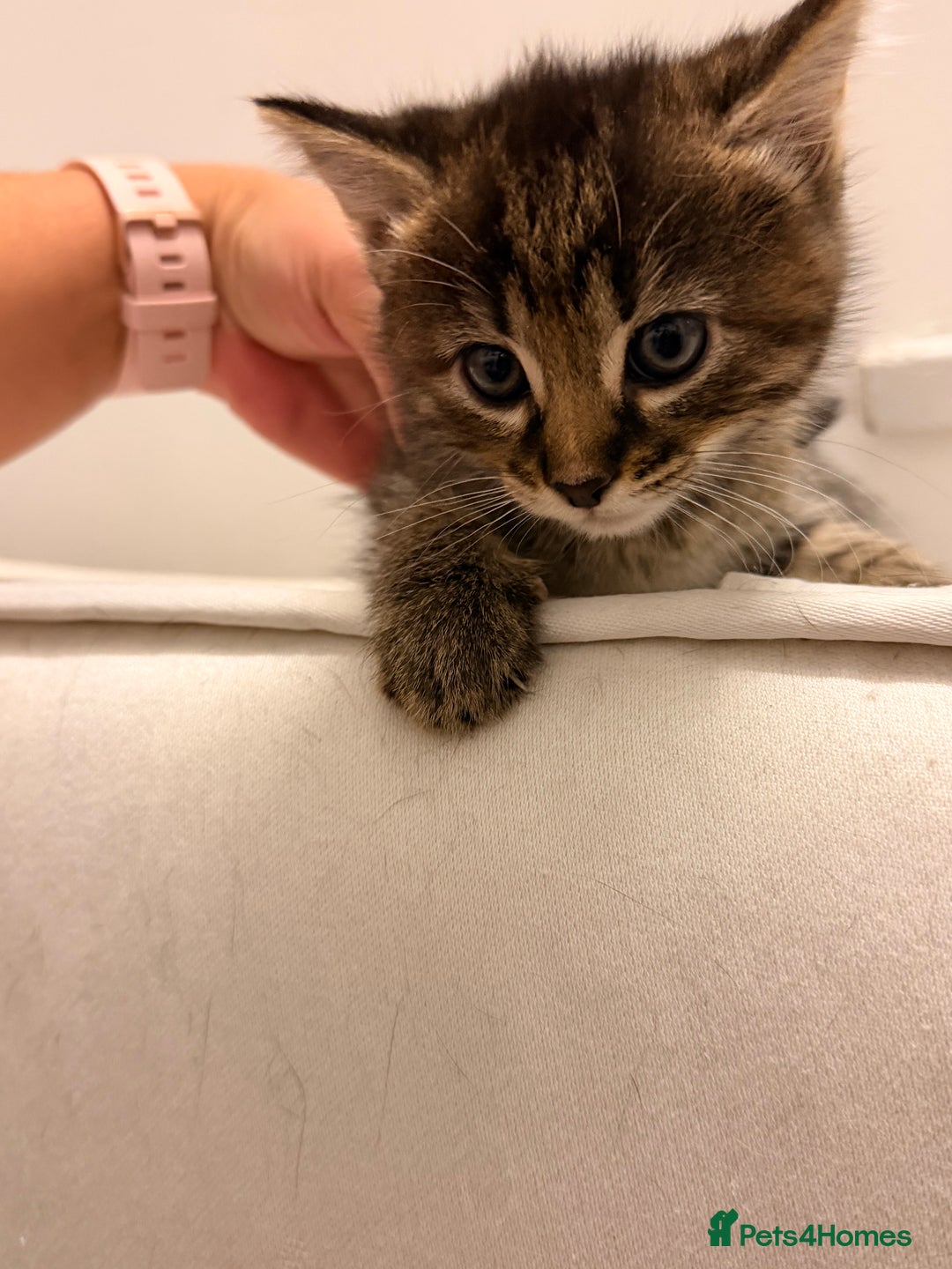 Mixed Breed cats for sale: Two female kittens for sale - Image 6