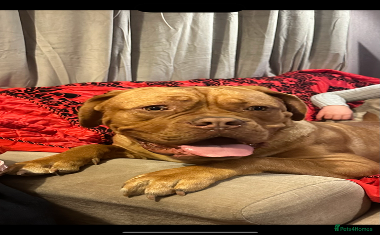 Dogue De Bordeaux dogs - Advert 1