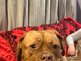 Dogue De Bordeaux dogs - Advert 7