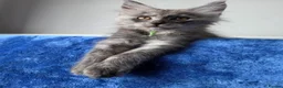 Maine Coon cats for sale: GCCF-registered Maine Coon kittens. - Advert 9