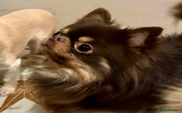 Chihuahua dogs for sale: Gorgeous Chocolate longcoat thailand import male  - Image 10