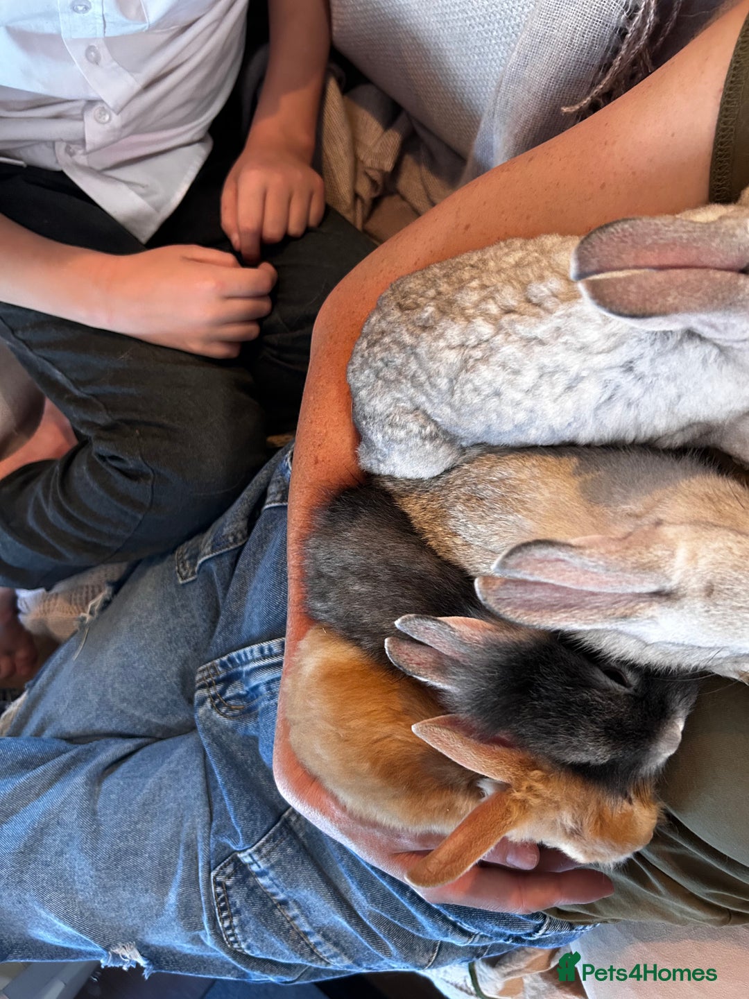 Lionhead rabbits for sale: Stunning Lionhead rabbits. 2 remaining - Image 6