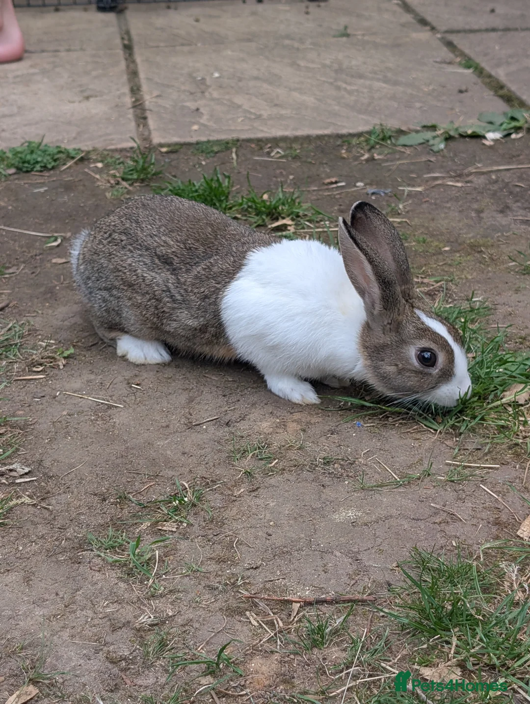 Mixed Breed rabbits for sale: Babies all ready to go 11 & 13 weeks  - Advert 9