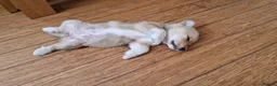 Welsh Corgi Pembroke dogs for sale: Pembroke corgi pups - Advert 7