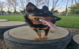 Mixed Breed dogs for sale: Border collie X German shepard female - Image 8