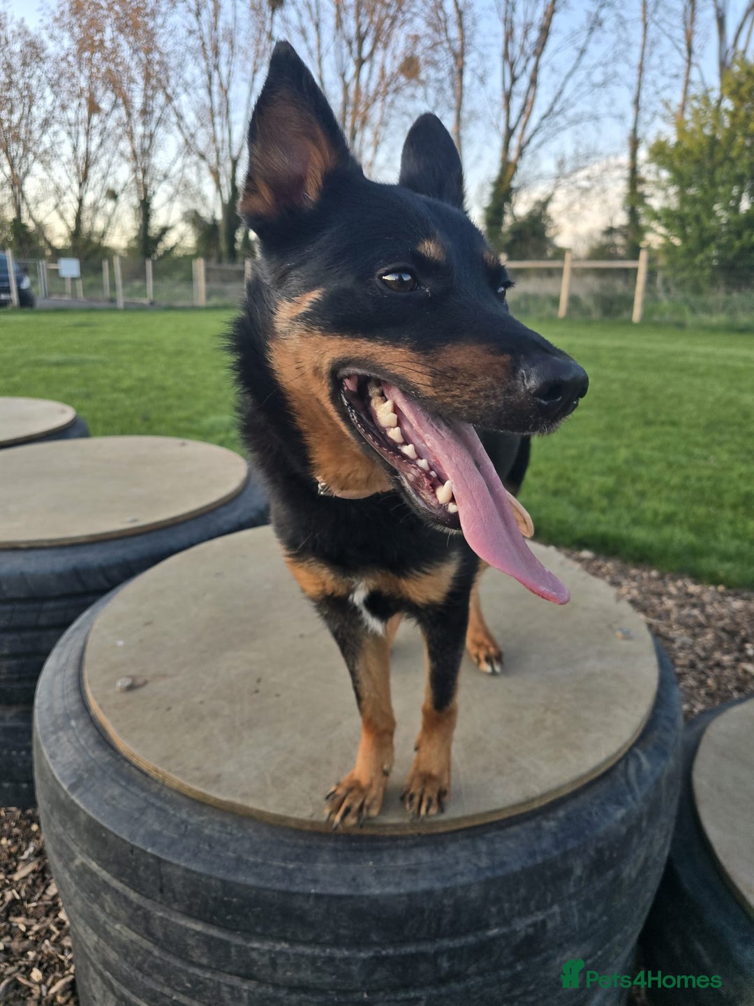 Mixed Breed dogs for sale: Border collie X German shepard female - Image 8