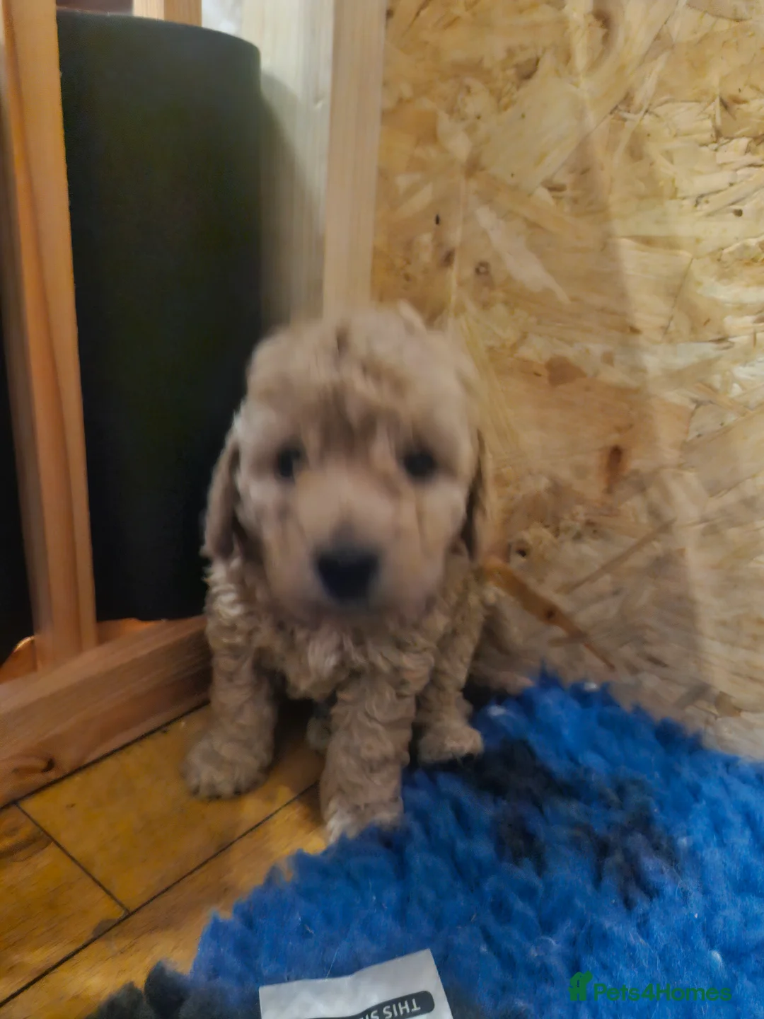Cockapoo dogs for sale:  Cockapoo puppies F2B - Advert 14