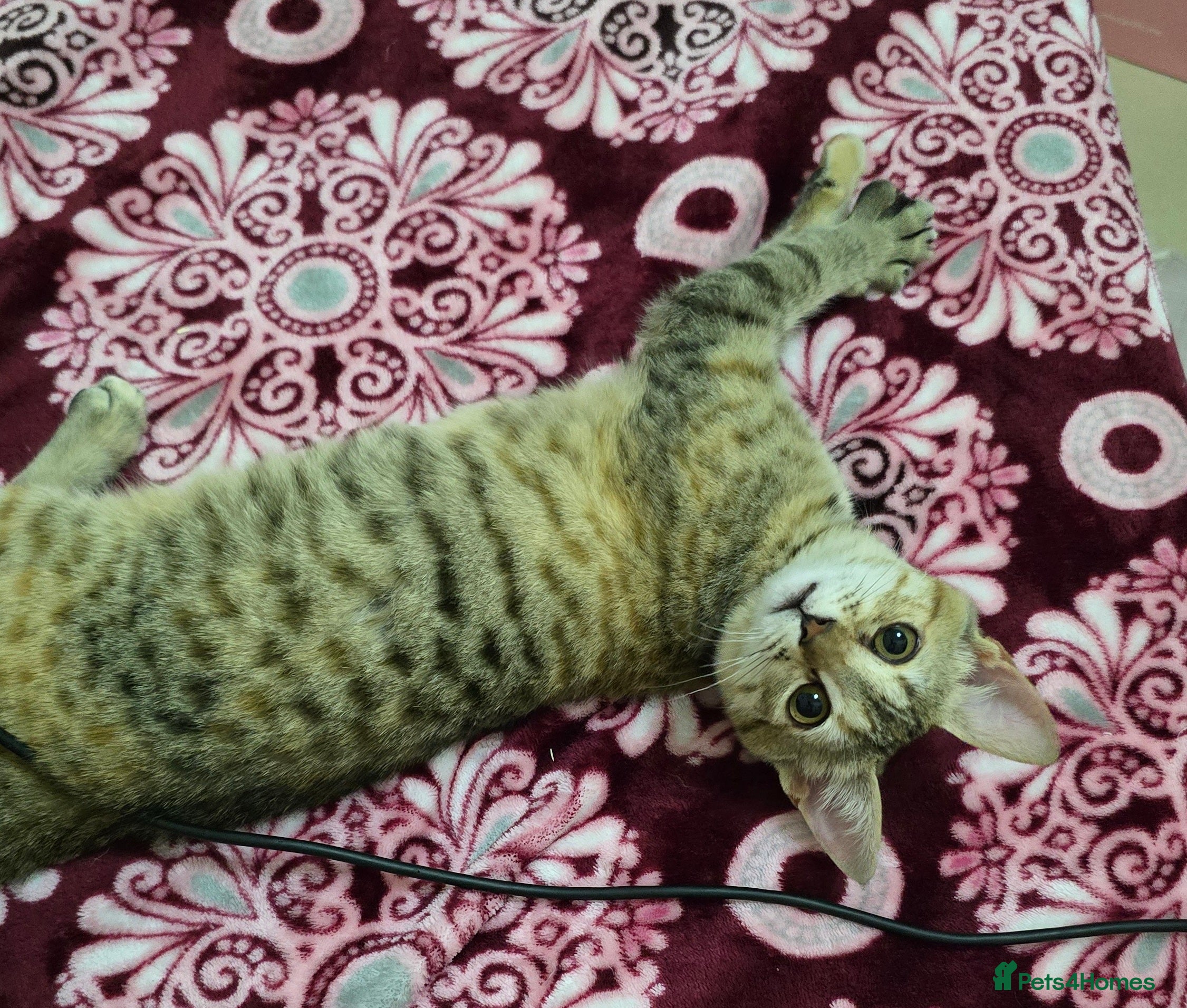 Mixed Breed cats [Indoors Only] Noxie - A bundle of joy and energy! - Advert 1