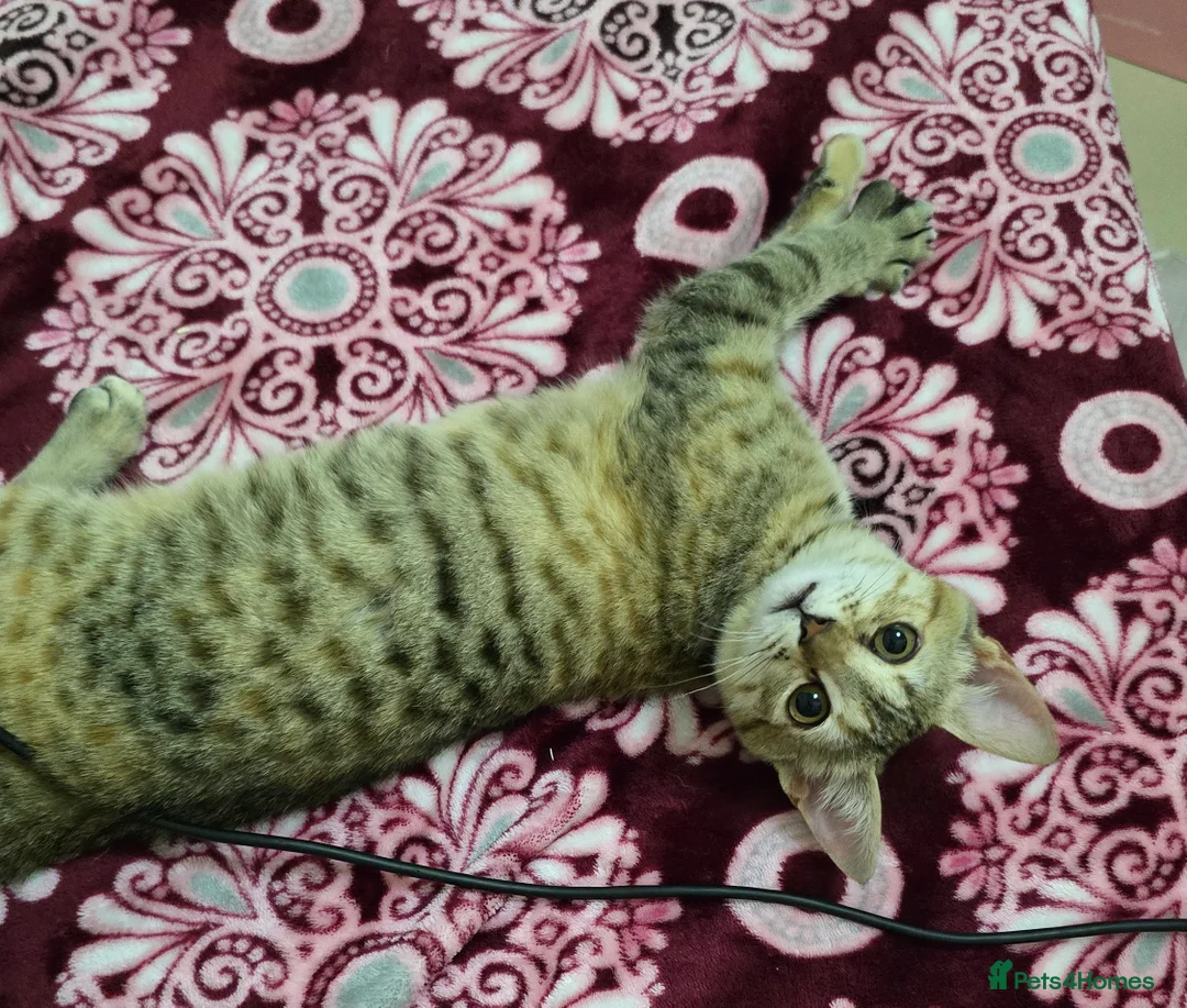 Mixed Breed cats for adoption: [Indoors Only] Noxie - A bundle of joy and energy! - Advert 1