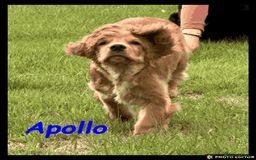 Cockalier dogs for sale: Beautiful Cockalier Puppy – Ready Now 🐶💙 - Image 7