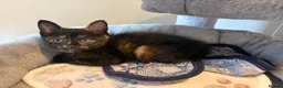 Mixed Breed cats for sale: 4 Ginger Boys, 2 Tortie cats  - Advert 4