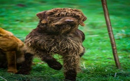 Mixed Breed dogs for sale: Labrador X German Wire Haired Pointer  - Image 2