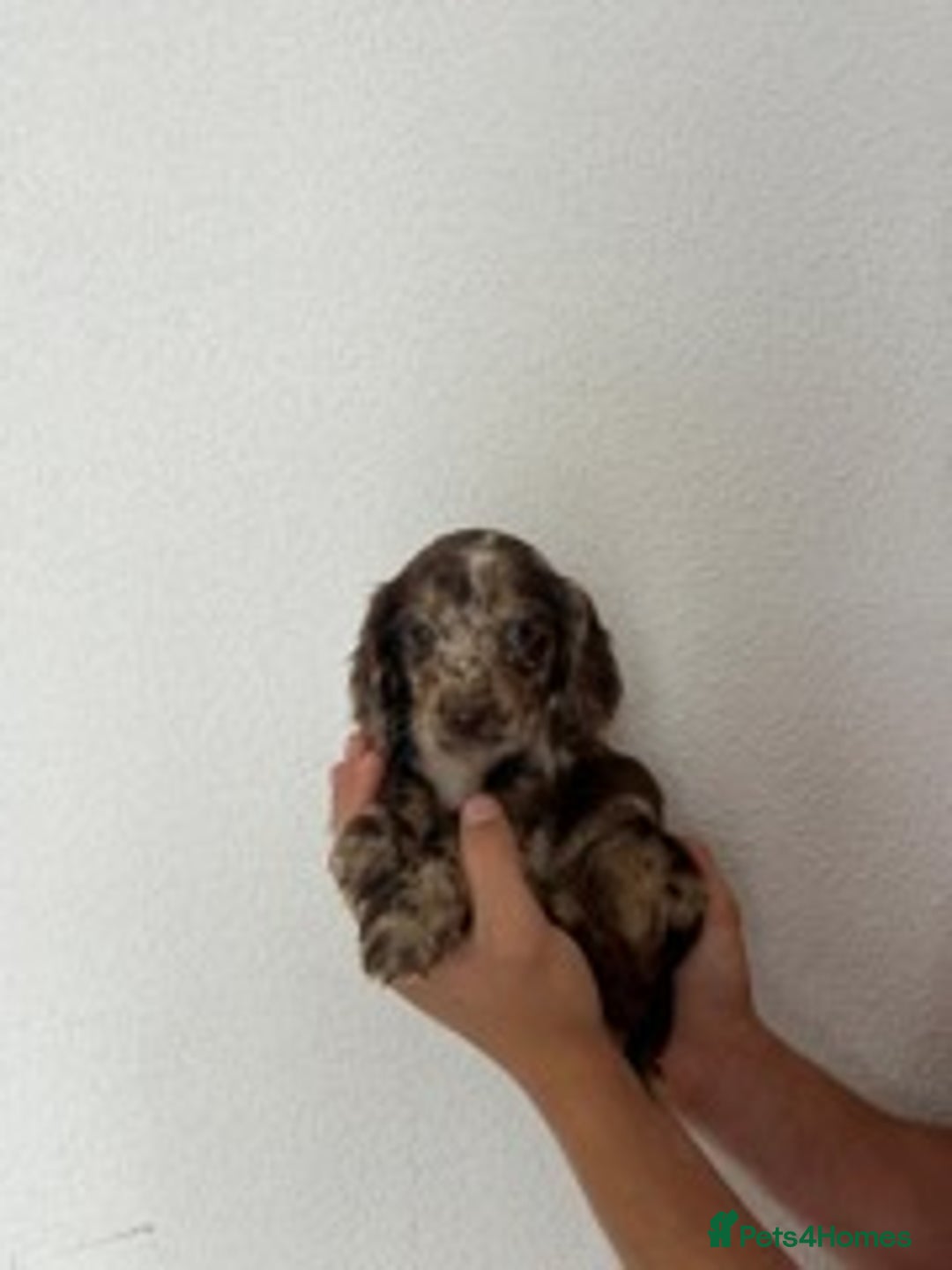 Cocker Spaniel dogs for sale: STUNNING COCKER SPANIEL PUPPIES  - Image 11
