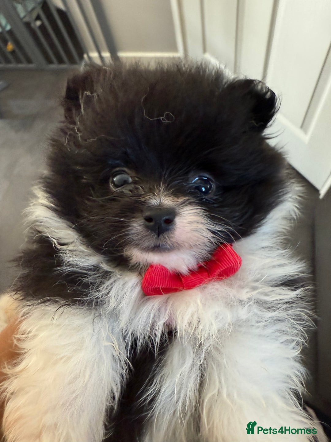 Pomeranian dogs for sale: Pomeranian puppies in Wolverhampton - Image 1
