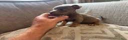 Jack Russell dogs for sale: Miniature Jack Russell  - Advert 9
