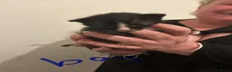 Mixed Breed cats for sale: Kittens in Southend-on-Sea - Advert 11