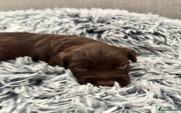Cockapoo dogs for sale:   🐾 Cockapoo Puppies 🐶  - Image 11