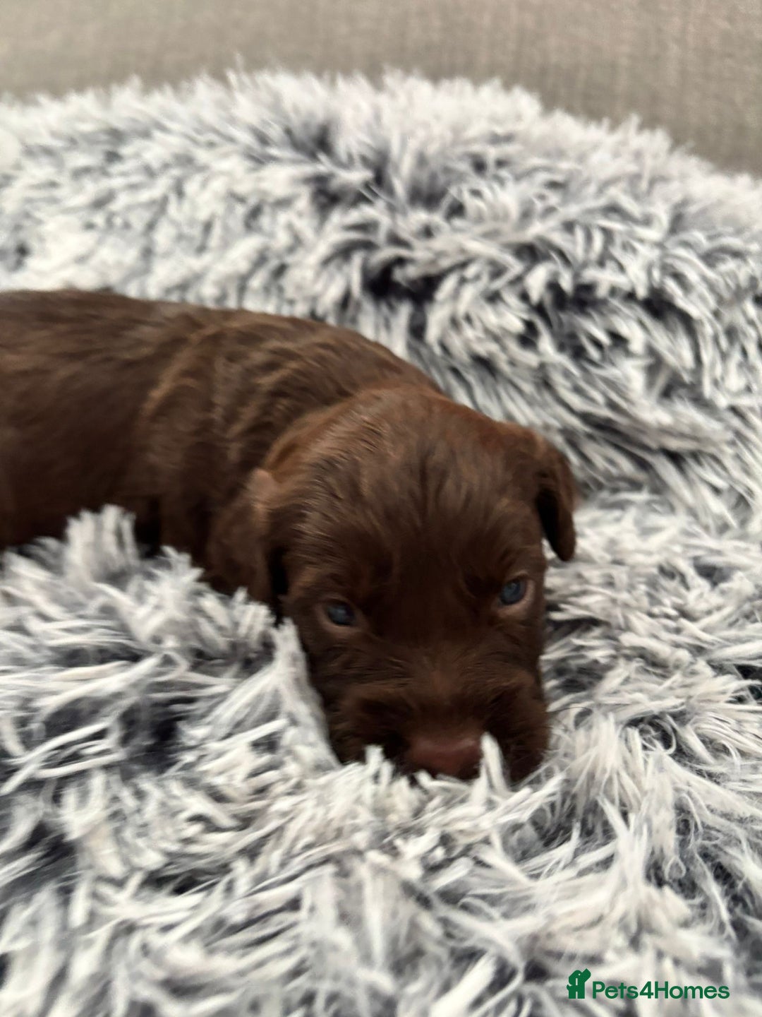 Cockapoo dogs for sale:   🐾 Cockapoo Puppies 🐶  - Image 11