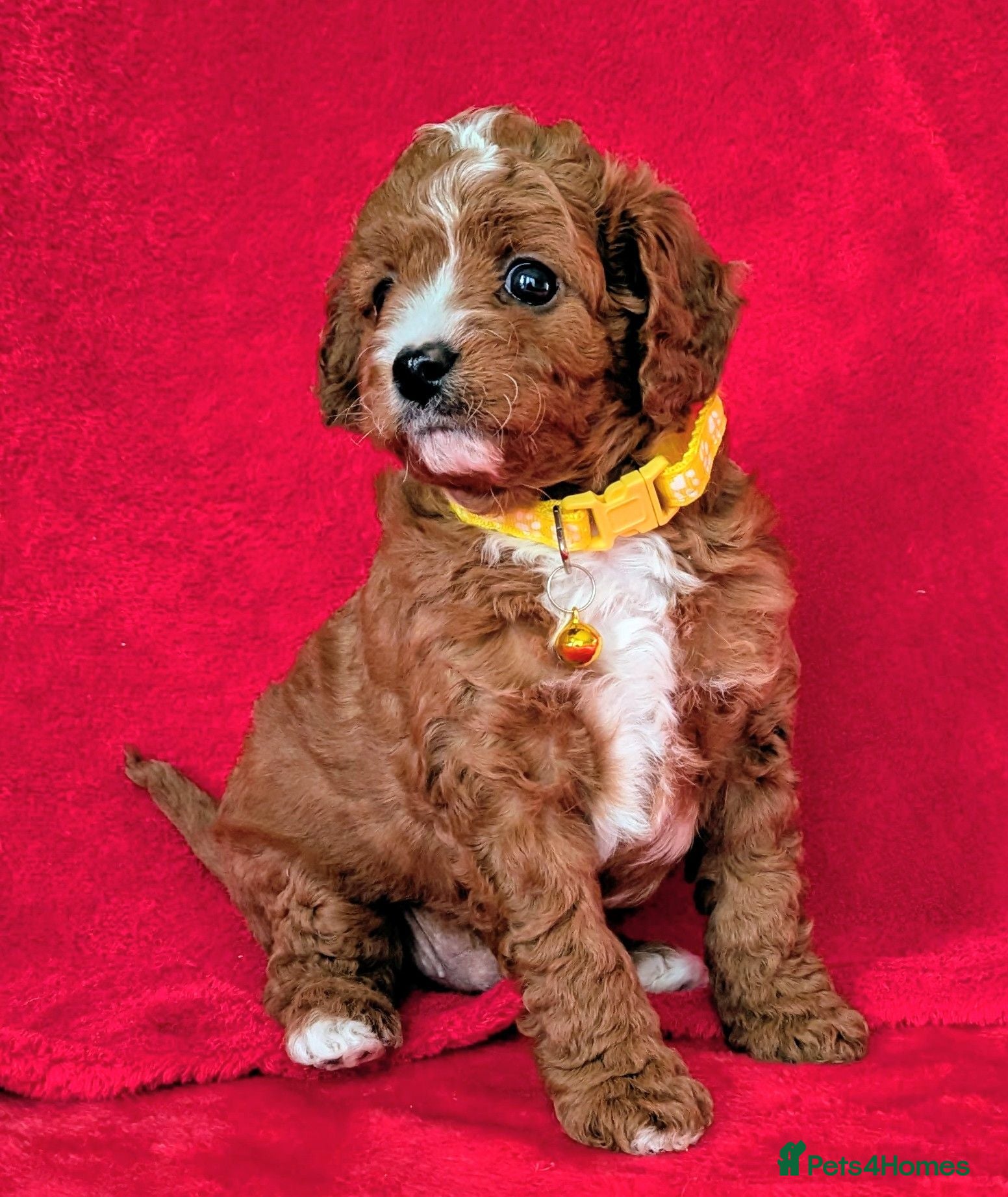 Cavapoo dogs All puppies reserved. - Advert 1