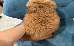 Miniature Poodle dogs for sale: lovely miniature poodle puppies - Image 16