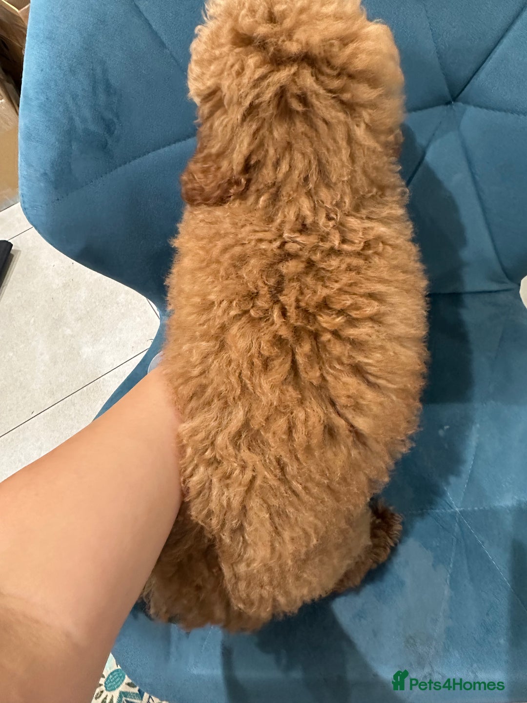 Miniature Poodle dogs for sale: lovely miniature poodle puppies - Image 16