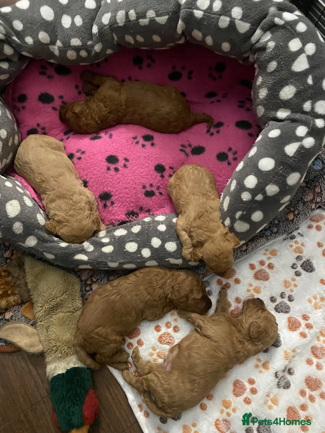Cavapoo dogs for sale: 5 Beautiful Cavapoos from a family home.  - Advert 37