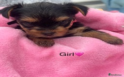 Yorkshire Terrier dogs for sale: Miniature Yorkshire terrier - Image 5